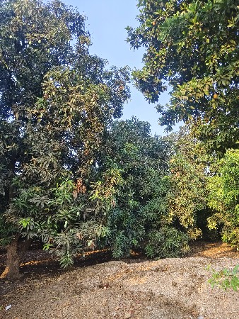 કેસર આંબા ના બગીચા નો ઈજારો