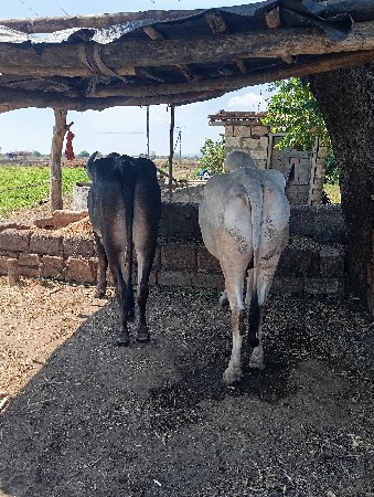 વઢીયારા બરધ વેચવાના છે