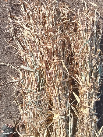 જુવાર ના ચાર વેશવાની છે