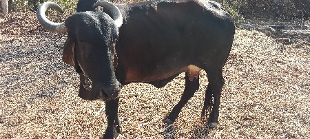 ગાય વેચવાની છે