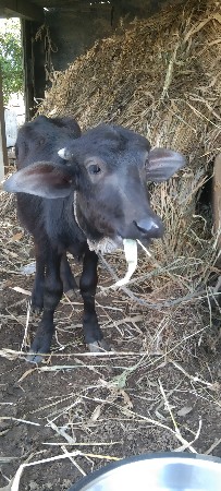 थंबनेल 2