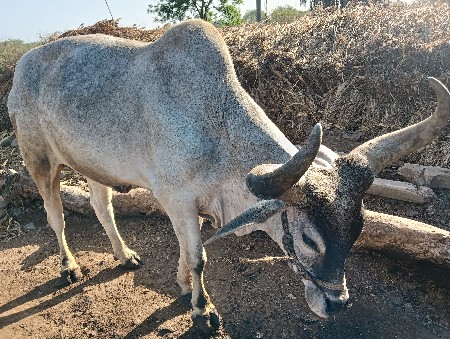 ખોડલા વેચવાના છે