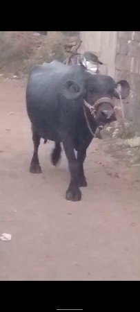 ભેંસ વેચવાની છે