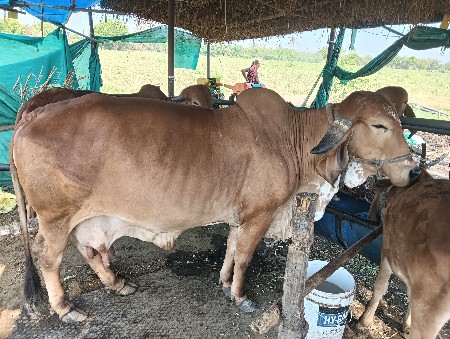 વેચવાની છે