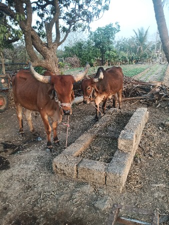 થંબનેલ 3