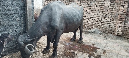 ભેસ વેચવાની છે