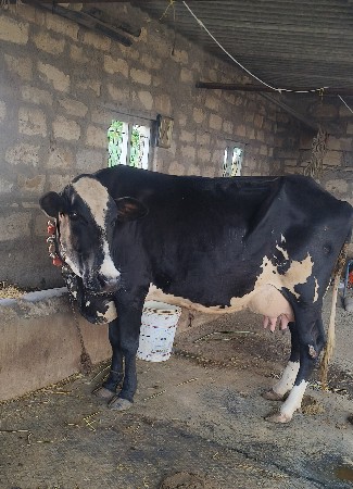 આ જર્સી ગાય વેચવાની છે