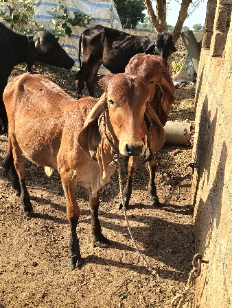 બે વાછડી વેચવાની છે