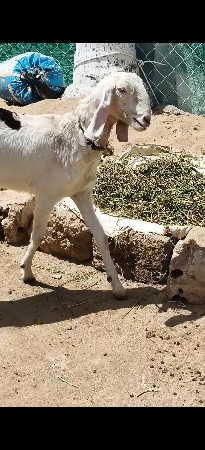 ઍક બકરી ત્રણ બચ્લા