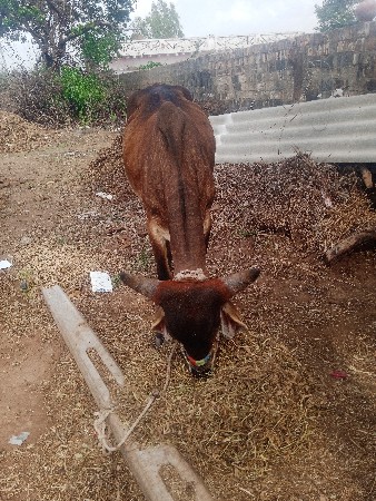 ગોઢલા વેચવાનાછે