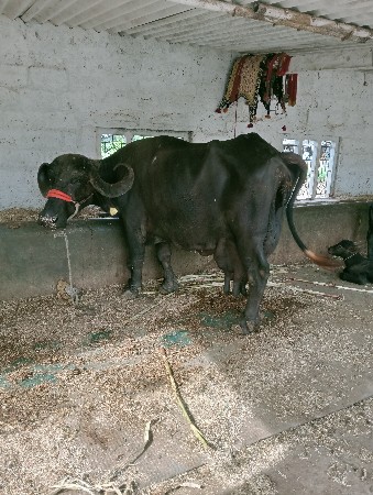 थंबनेल 2