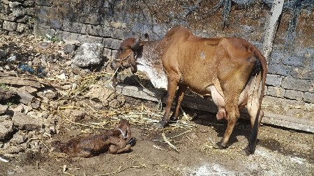ગાય વેચવાની છે