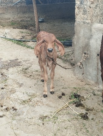 ગીર ગાય વેચવાની છે
