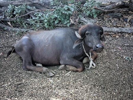 પાડો વેચવાનો છે
