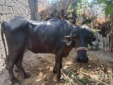 ખડેલી વેચવાની છે