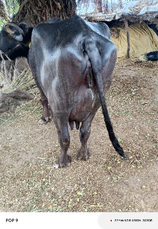 થંબનેલ 2