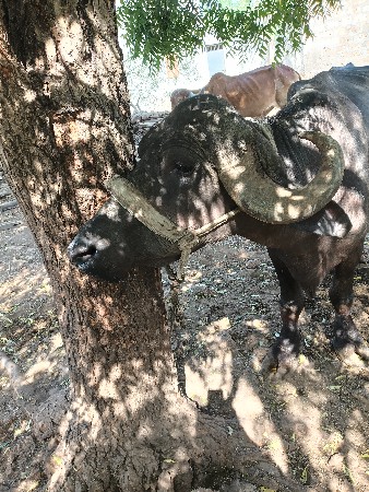 ભેંસ વેચવાની