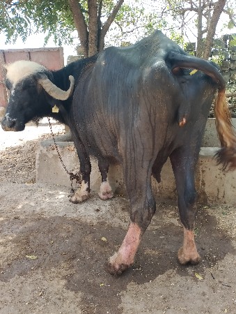 थंबनेल 2