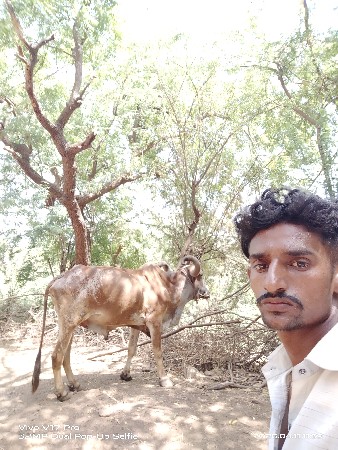 બળદ વેચવાના છે