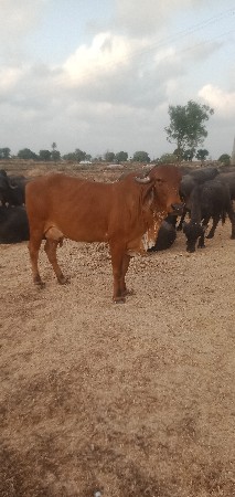 થંબનેલ 2