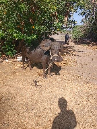 ભેંસ વેચવા ની છે