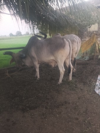 थंबनेल 2