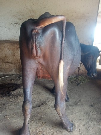 ખડીલી વેચવાની છે