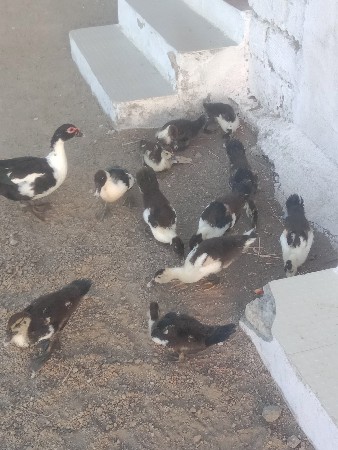 थंबनेल 2