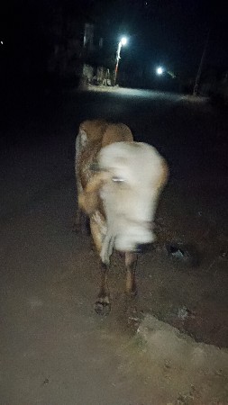 વેચવા છે