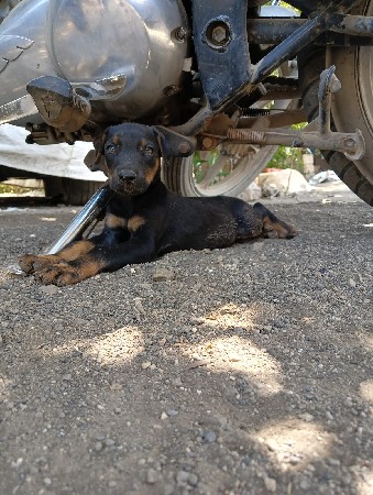 ડોબરમેન કુતરો