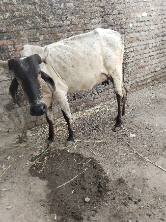 પેલુ વેતર હોડકી 7046846087