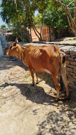 थंबनेल 2