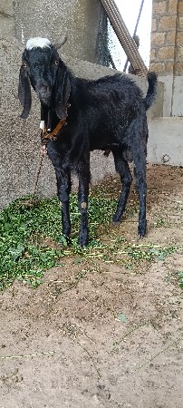 બકરો વેચવાનો છે