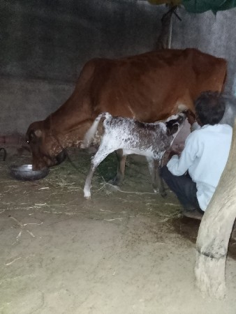 ગાય વેચવાની છે