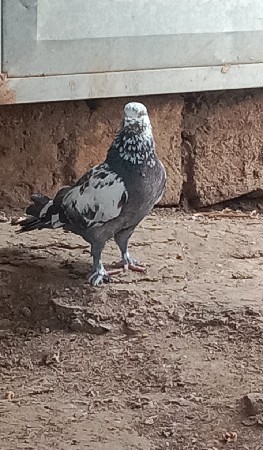 નર છે સાટા કરવાના છે સામે વાઈટ માદી