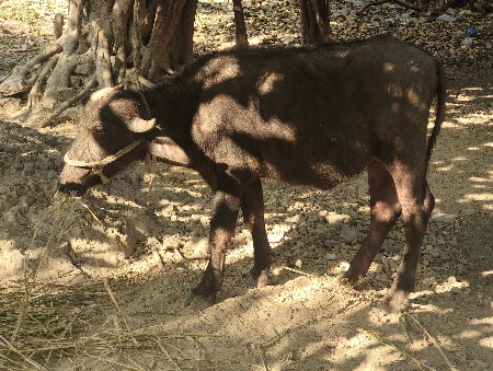 थंबनेल 3