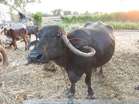 ભેંસ વેચવાની