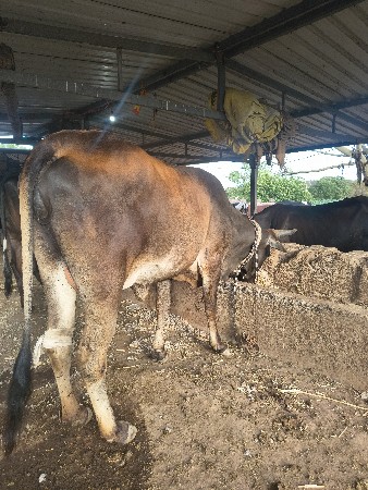 જર્સી ક્રોસ ઓડકી વેચવા ની સે