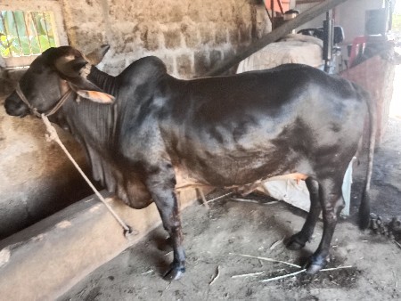 थंबनेल 2