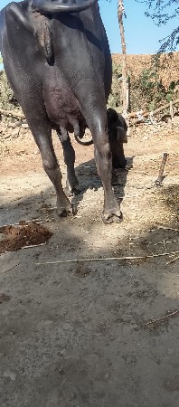 આ ભેંસ વેચવાની છે 2વેતર