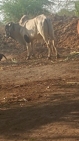 khutiyo મફત આપવાનો છે