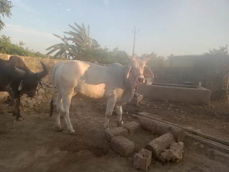 થંબનેલ 3