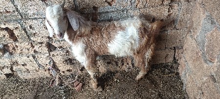 થંબનેલ 2