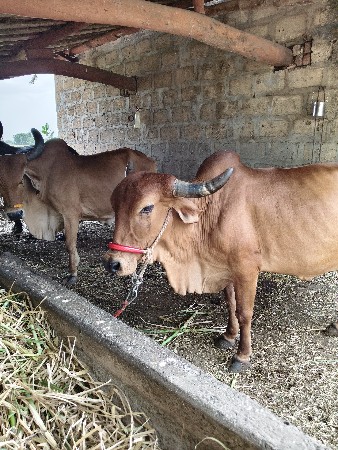 ગાય વેચવાની છે