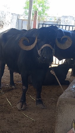 બીજું વેતર ખડેલી વેચવાની છે