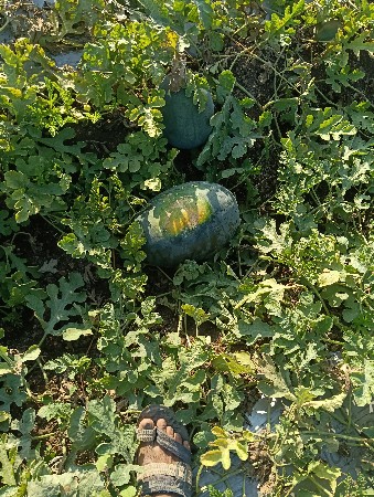 થંબનેલ 2