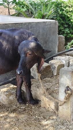 थंबनेल 2