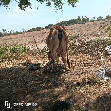 ગાય વેચવાની છે સોજીછે