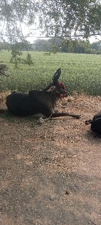 થંબનેલ 2