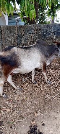 थंबनेल 2